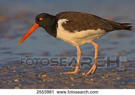 Stock Image - Close-up of American Oystercatcher (Haematopus palliatus) foraging at shore . Fotosearch