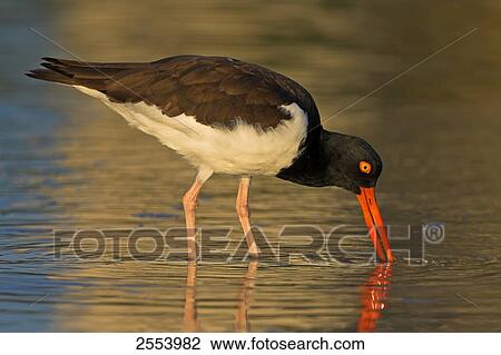 Close-up of American Oystercatcher (Haematopus palliatus) foraging in water View Large Photo Image Stock Image - Close-up of American Oystercatcher (Haematopus palliatus) foraging in water . Fotosearch