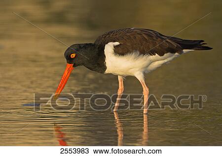Close-up of American Oystercatcher (Haematopus palliatus) foraging in water View Large Photo Image Stock Image - Close-up of American Oystercatcher (Haematopus palliatus) foraging in water . Fotosearch