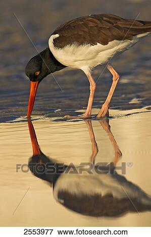 Stock Photo - Close-up of American Oystercatcher (Haematopus palliatus) foraging in water . Fotosearch