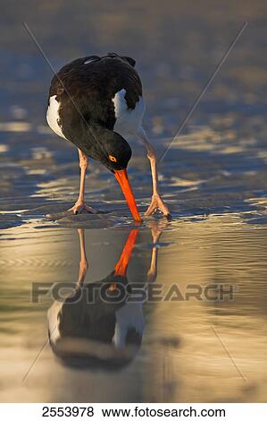 Stock Photo - Close-up of American Oystercatcher (Haematopus palliatus) foraging in water . Fotosearch