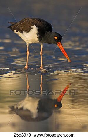 Stock Photo - Close-up of American Oystercatcher (Haematopus palliatus) foraging in water . Fotosearch