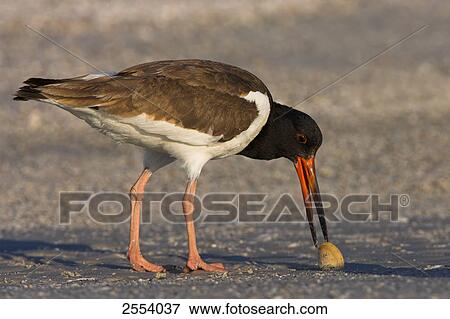 Close-up of American Oystercatcher (Haematopus palliatus) foraging at shore View Large Photo Image Stock Photo - Close-up of American Oystercatcher (Haematopus palliatus) foraging at shore . Fotosearch