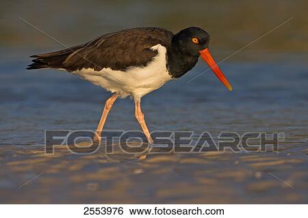 Close-up of American Oystercatcher (Haematopus palliatus) walking in water View Large Photo Image Stock Photograph - Close-up of American Oystercatcher (Haematopus palliatus) walking in water . Fotosearch