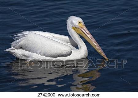 Stock Image - Close-up of American White Pelican (Pelecanus erythrorhynchos) floating on water . Fotosearch