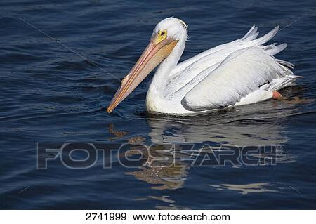Close-up of American White Pelican (Pelecanus erythrorhynchos) floating on water View Large Photo Image Stock Photo - Close-up of American White Pelican (Pelecanus erythrorhynchos) floating on water . Fotosearch