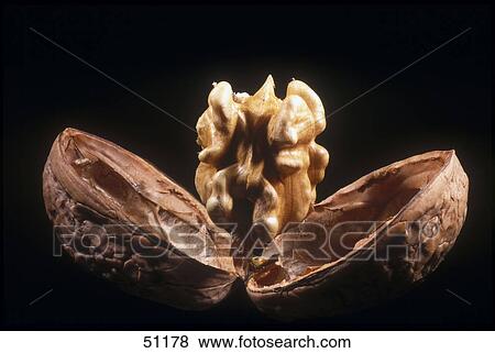 Stock Photo - Close-up of an open walnut . Fotosearch