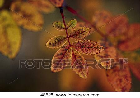 Stock Photography - Close-up of autumn leaves, Yukon, Alberta, Canada . Fotosearch