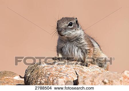 Close-up of Barbary Ground Squirrel (Atlantoxerus getulus) on stone View Large Photo Image Picture - Close-up of Barbary Ground Squirrel (Atlantoxerus getulus) on stone . Fotosearch