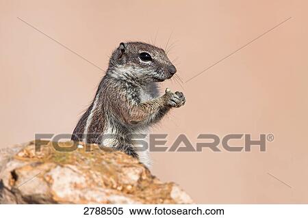 Close-up of Barbary Ground Squirrel (Atlantoxerus getulus) on stone View Large Photo Image Stock Photography - Close-up of Barbary Ground Squirrel (Atlantoxerus getulus) on stone . Fotosearch