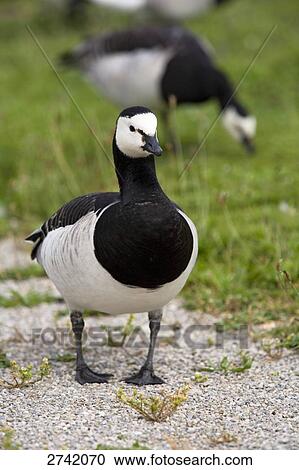 Close-up of Barnacle goose (Branta leucopsis) in field, Munich, Bavaria, Germany View Large Photo Image Stock Image - Close-up of Barnacle goose (Branta leucopsis) in field, Munich, Bavaria, Germany . Fotosearch