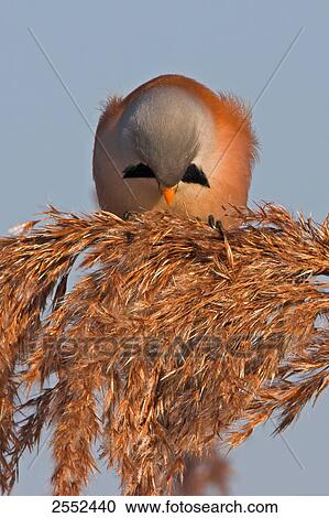 Stock Image - Close-up of Bearded Reedling (Panurus biarmicus) perching on reed . Fotosearch