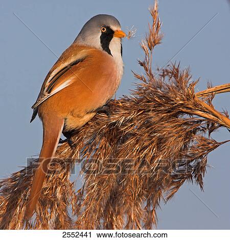 Close-up of Bearded Reedling (Panurus biarmicus) perching on reed View Large Photo Image Stock Image - Close-up of Bearded Reedling (Panurus biarmicus) perching on reed . Fotosearch