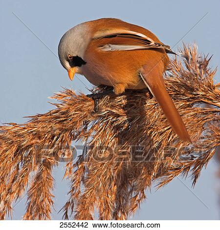 Close-up of Bearded Reedling (Panurus biarmicus) perching on reed View Large Photo Image Stock Image - Close-up of Bearded Reedling (Panurus biarmicus) perching on reed . Fotosearch