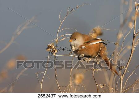 Close-up of Bearded Reedling (Panurus biarmicus) perching on twig View Large Photo Image Stock Photo - Close-up of Bearded Reedling (Panurus biarmicus) perching on twig . Fotosearch