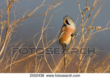 Stock Photo - Close-up of Bearded Reedling (Panurus biarmicus) perching on twig . Fotosearch