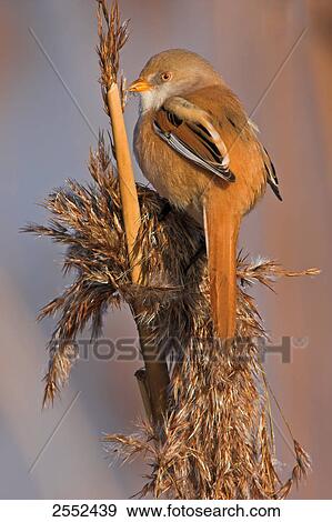 Stock Photo - Close-up of Bearded Reedling (Panurus biarmicus) perching on reed . Fotosearch
