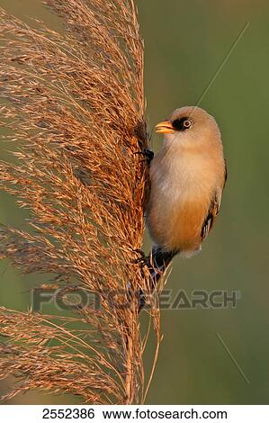Close-up of Bearded Reedling (Panurus biarmicus) bird perching on reed View Large Photo Image Stock Photograph - Close-up of Bearded Reedling (Panurus biarmicus) bird perching on reed . Fotosearch