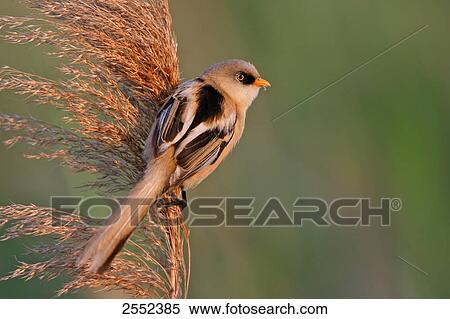 Stock Photography - Close-up of Bearded Reedling (Panurus biarmicus) bird perching on reed . Fotosearch