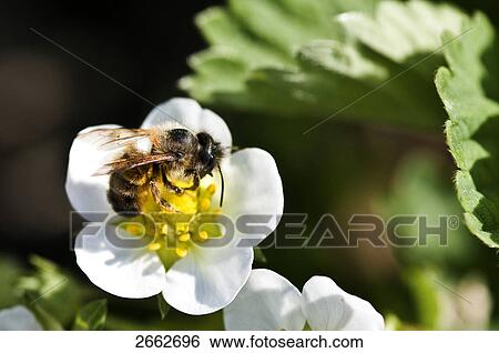 Close-up of bee pollinating flower View Large Photo Image Stock Photograph - Close-up of bee pollinating flower . Fotosearch
