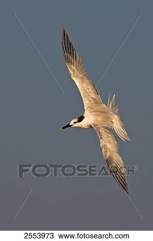 Close-up of bird in flight View Large Photo Image Stock Image - Close-up of bird in flight . Fotosearch
