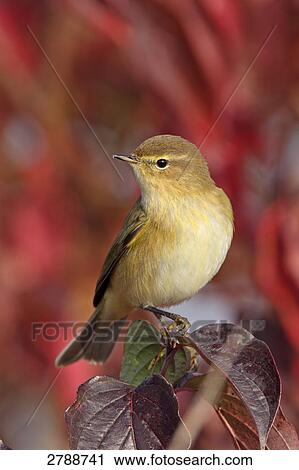 Close-up of bird perching on branch View Large Photo Image Stock Image - Close-up of bird perching on branch . Fotosearch