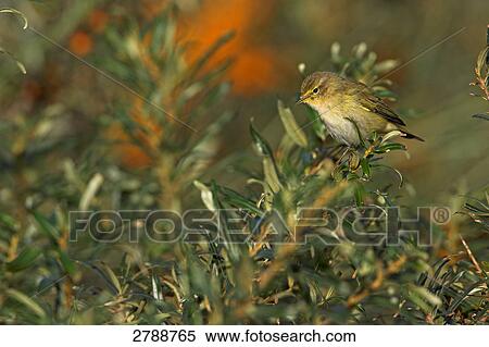 Close-up of bird perching on plant View Large Photo Image Stock Photography - Close-up of bird perching on plant . Fotosearch