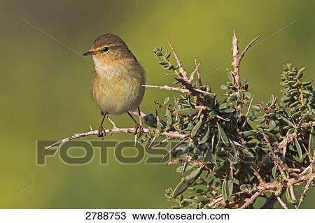 Close-up of bird perching on twig View Large Photo Image Stock Image - Close-up of bird perching on twig . Fotosearch