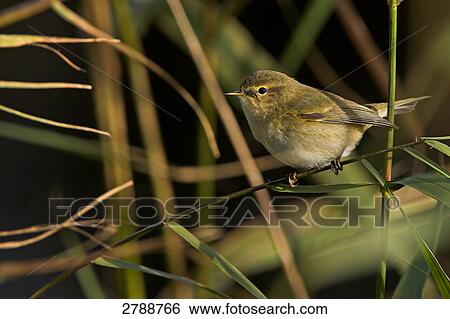 Stock Photograph - Close-up of bird perching on twig . Fotosearch