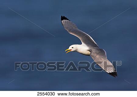 Close-up of Black-legged Kittiwake (Rissa tridactyla) in flight View Large Photo Image Stock Image - Close-up of Black-legged Kittiwake (Rissa tridactyla) in flight . Fotosearch