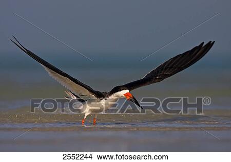 Close-up of Black Skimmer (Rynchops niger) spreading its wings in water View Large Photo Image Picture - Close-up of Black Skimmer (Rynchops niger) spreading its wings in water . Fotosearch