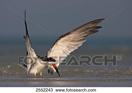 Close-up of Black Skimmer (Rynchops niger) spreading its wings in water View Large Photo Image Stock Image - Close-up of Black Skimmer (Rynchops niger) spreading its wings in water . Fotosearch