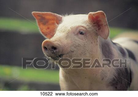 Close-up of Black-white spotted piglet in field View Large Photo Image Stock Image - Close-up of Black-white spotted piglet in field . Fotosearch
