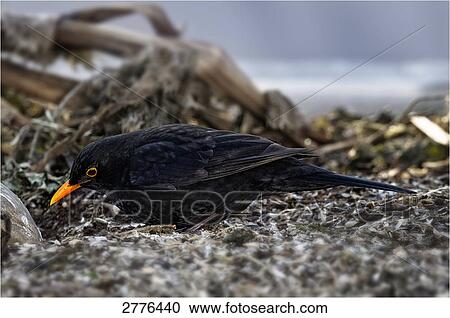 Close-up of Blackbird (Turdus Merula) foraging on beach View Large Photo Image Stock Image - Close-up of Blackbird (Turdus Merula) foraging on beach . Fotosearch