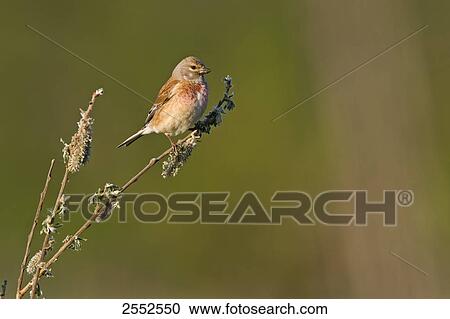 Stock Image - Close-up of Blood Linnet (Acanthis Cannabina) perching on stem . Fotosearch