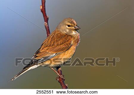 Close-up of Blood Linnet (Acanthis Cannabina) perching on stem View Large Photo Image Stock Image - Close-up of Blood Linnet (Acanthis Cannabina) perching on stem . Fotosearch