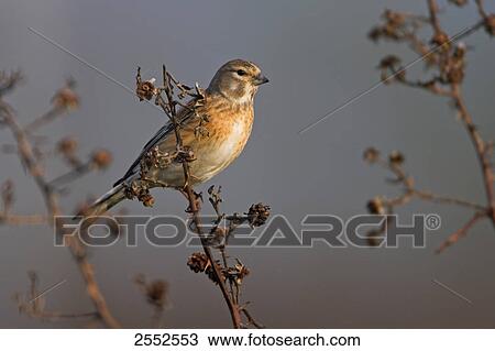 Stock Image - Close-up of Blood Linnet (Acanthis Cannabina) perching on stem . Fotosearch