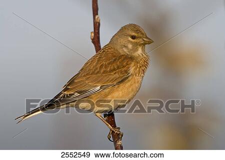 Stock Photo - Close-up of Blood Linnet (Acanthis Cannabina) perching on stem . Fotosearch
