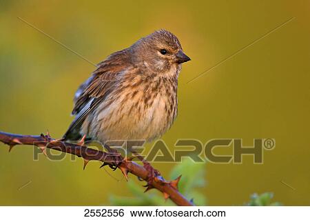 Stock Photograph - Close-up of Blood Linnet (Acanthis Cannabina) perching on stem . Fotosearch