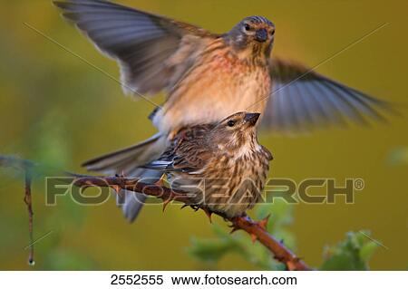 Stock Photography - Close-up of Blood Linnets (Acanthis Cannabina) mating on stem . Fotosearch