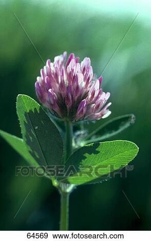 Stock Photo - Close-up of blooming flower of clover . Fotosearch