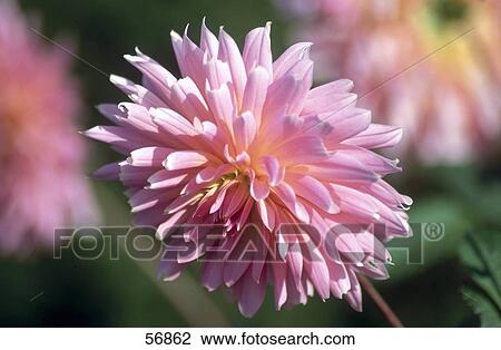 Close-up of blooming flower of dahlia View Large Photo Image Stock Image - Close-up of blooming flower of dahlia . Fotosearch