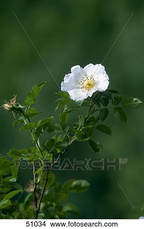 Close-up of blooming flower of Dogrose (Rosa canina) View Large Photo Image Picture - Close-up of blooming flower of Dogrose (Rosa canina) . Fotosearch