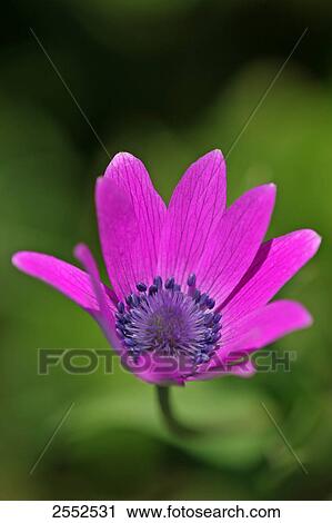 Stock Image - Close-up of blooming flower . Fotosearch