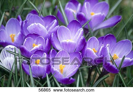Stock Photography - Close-up of blooming flowers of crocus imperati . Fotosearch