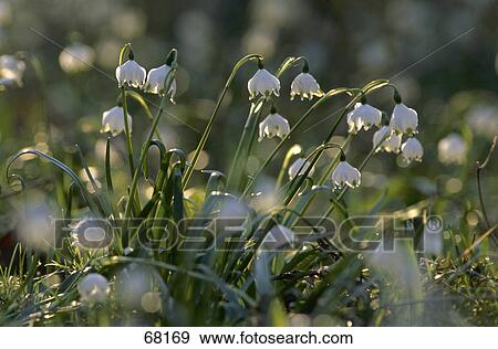 Close-up of blooming flowers of Spring Snowflake View Large Photo Image Stock Photo - Close-up of blooming flowers of Spring Snowflake . Fotosearch