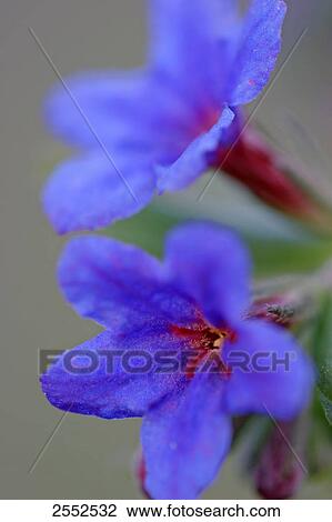 Close-up of blooming flowers View Large Photo Image Stock Image - Close-up of blooming flowers . Fotosearch