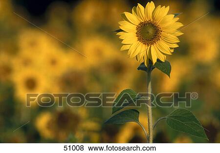 Close-up of blooming Sunflower (Helianthus annuus) in field View Large Photo Image Stock Photo - Close-up of blooming Sunflower (Helianthus annuus) in field . Fotosearch