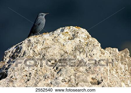 Stock Image - Close-up of Blue Rock-Thrush (Monticola solitarius) on stone . Fotosearch