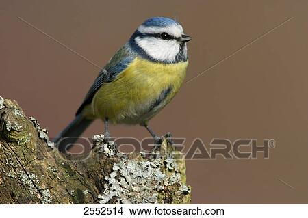Picture - Close-up of Blue Tit (Cyanistes caeruleus) perching on branch . Fotosearch